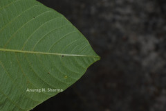 Ipomoea campanulata